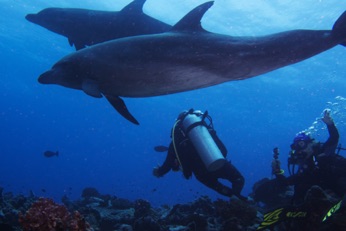 Rangiroa dolphins